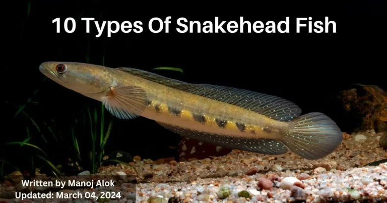 10 Types Of Snakehead Fish