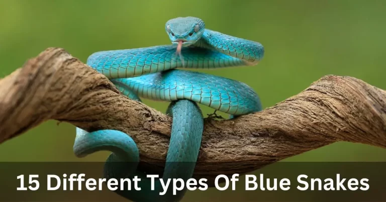 15 Different Types Of Blue Snakes With Pictures
