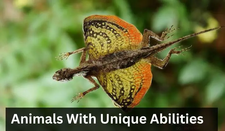 15 Animals With Unique Abilities