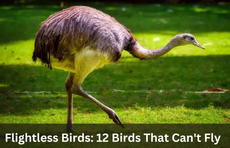 Flightless Birds: 12 Birds That Can’t Fly
